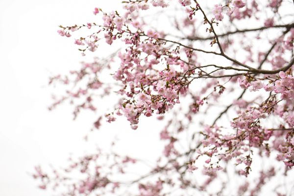 Pink cherry blossoms