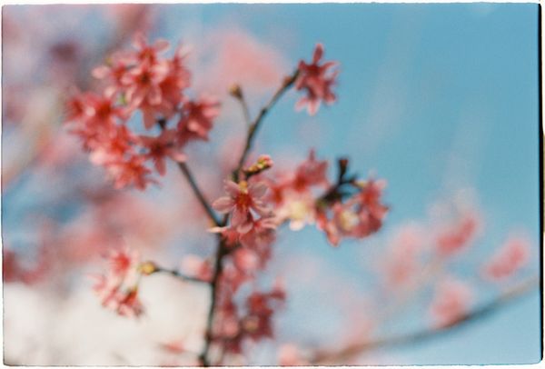 Soft focus cherry blossoms