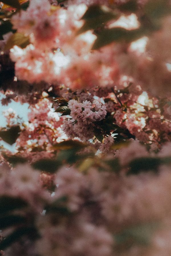 Pink cherry blossoms close-up