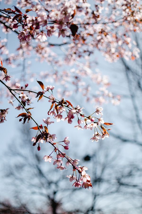 Cherry blossoms in bloom