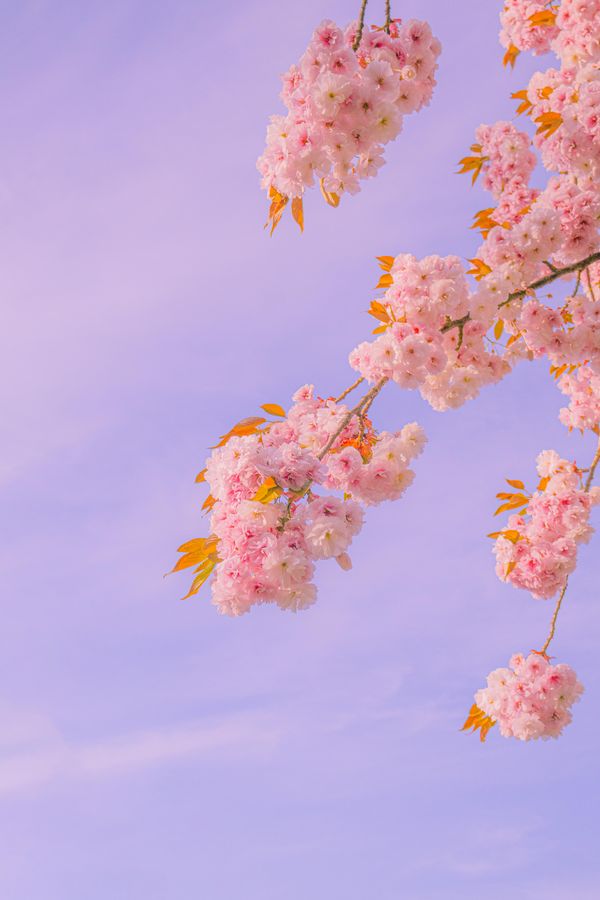 Cherry blossoms pastel sky
