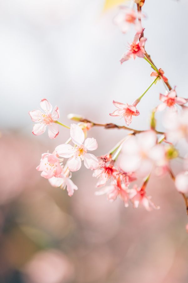 Delicate cherry blossom close-up