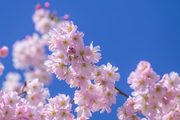 Cherry blossoms blue sky