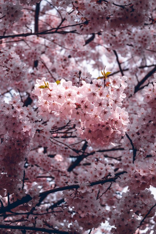 Pink cherry blossom flowers with green leaves